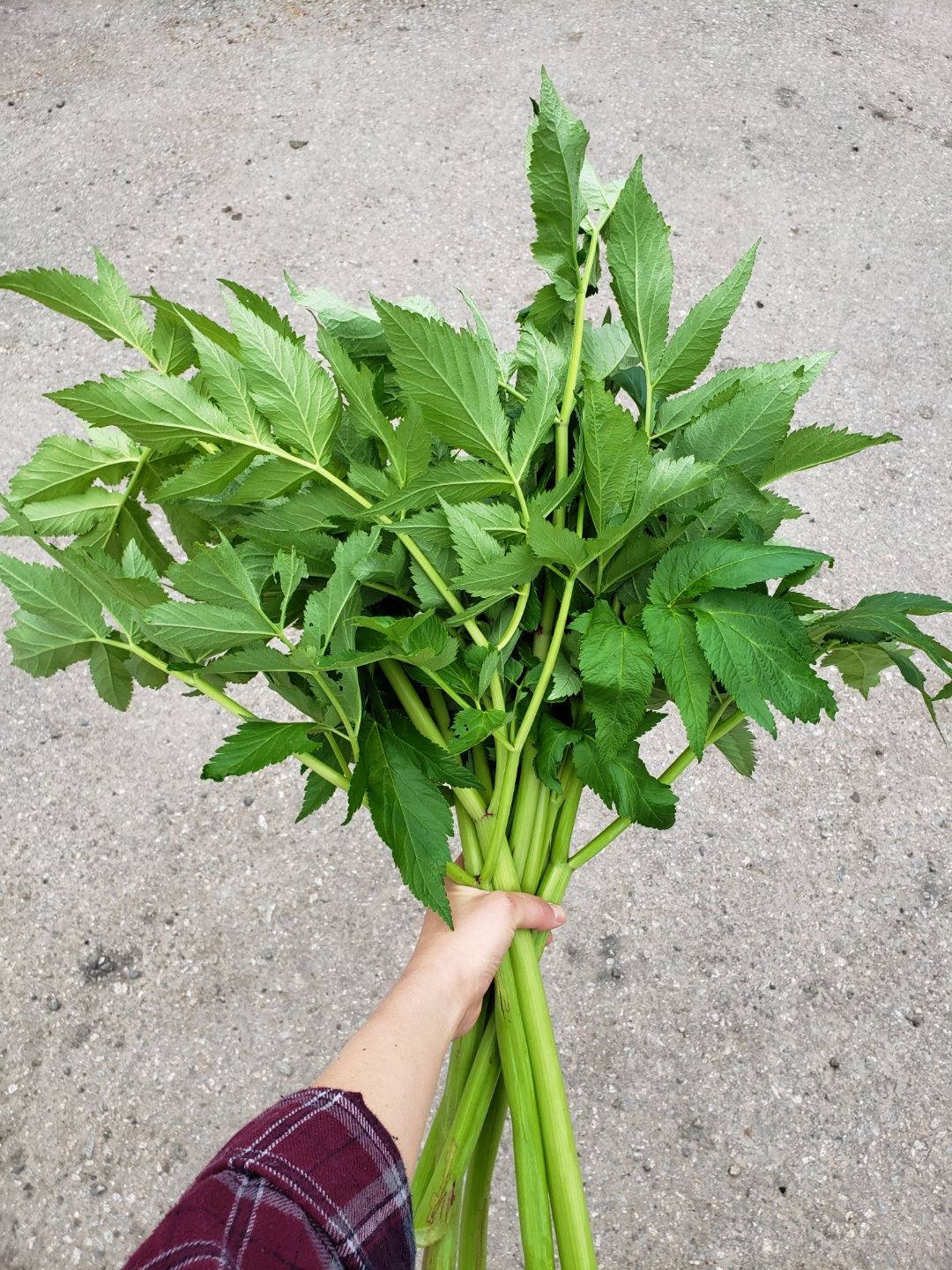 신선초 - 녹즙용 (Angelica Herb (for juice))