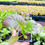 섬네일: 겨자 모종 (Mustard Plant)