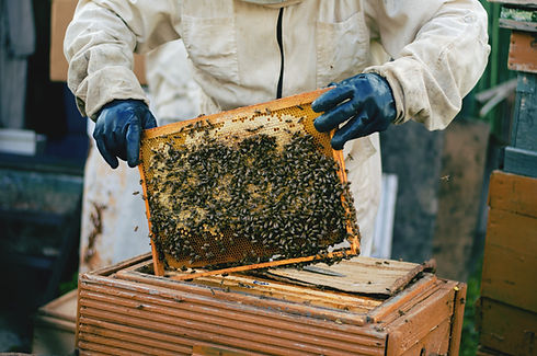male-beekeeper-white-suit-holding-frame-with-honeycombs.jpg