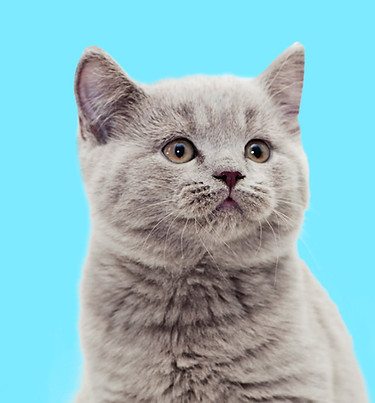Grey Kitten