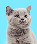 gatito gris
