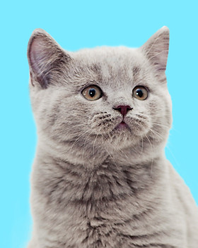Grey Kitten
