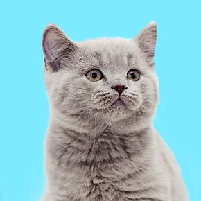 Grey Kitten