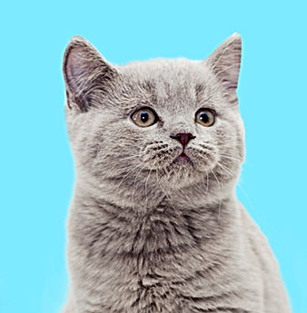 Kitten Package