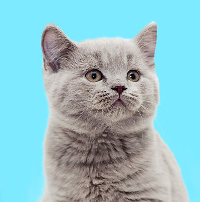 Whiskers