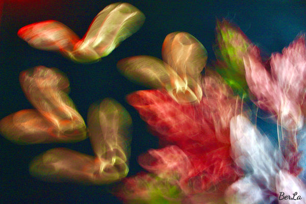 Digital image of a photograph. Maple leafs and buds in autumn colors captured in slow shutter mood. 