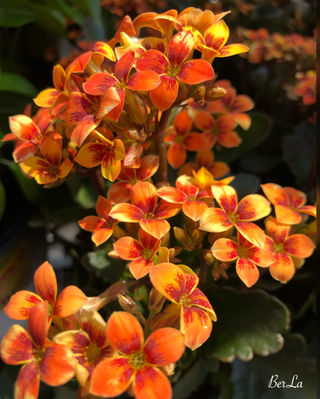 orange ixora flower