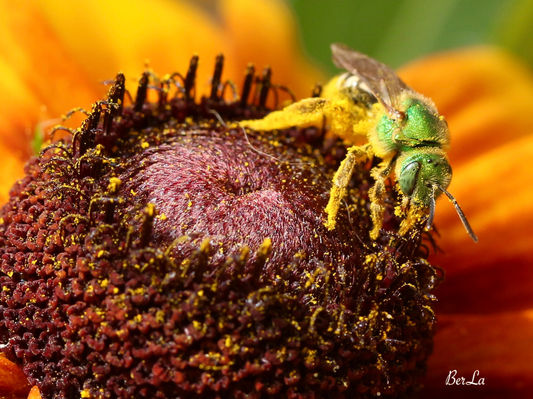 Sweat-bee and flower macro photo