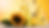 sunflower cooking oil.png