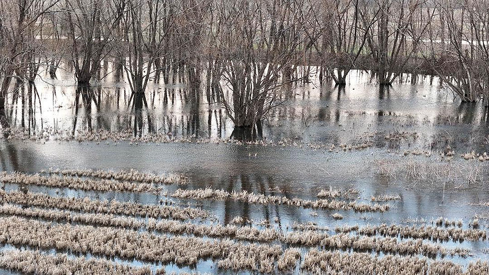 Ducks on the Water.jpg