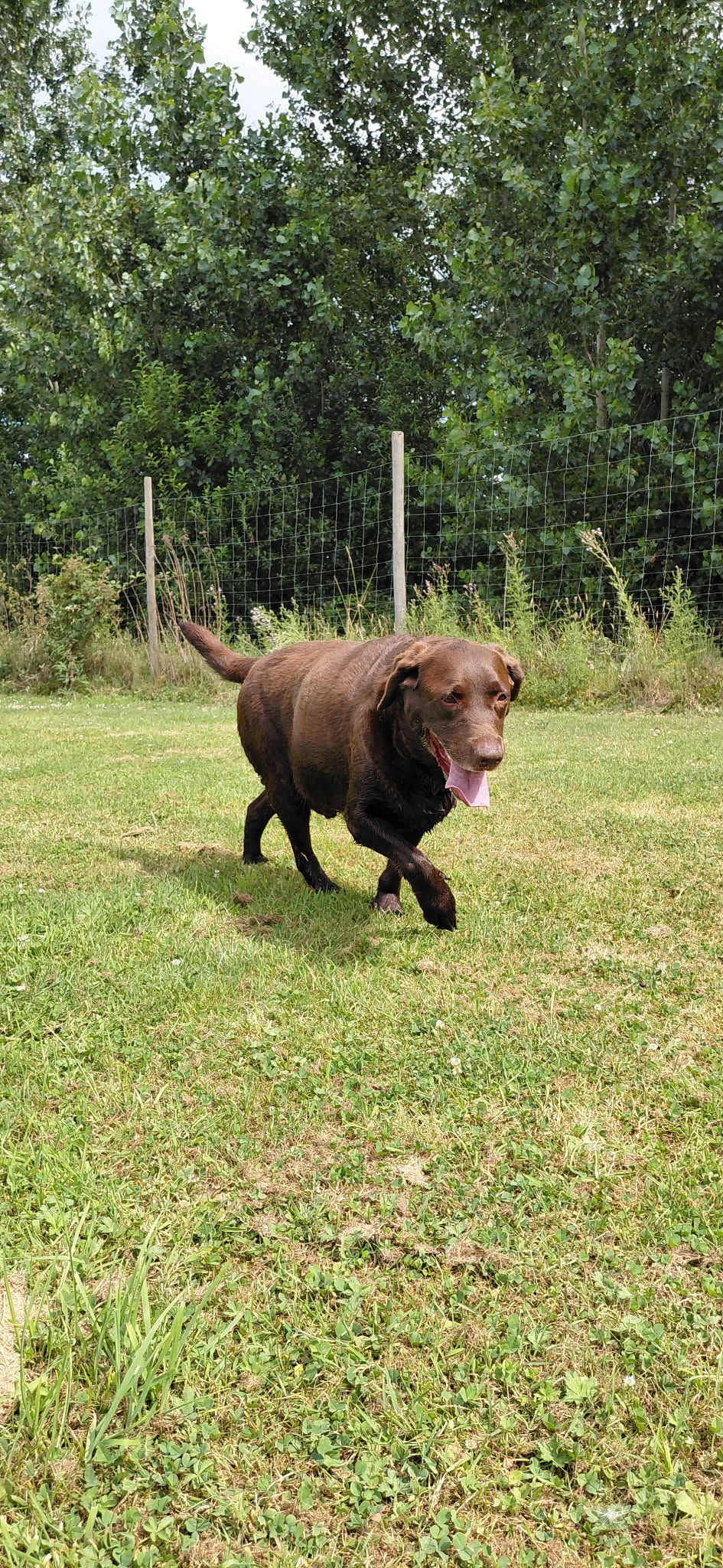 Thumbnail: Yorken & Niesken - Labradors