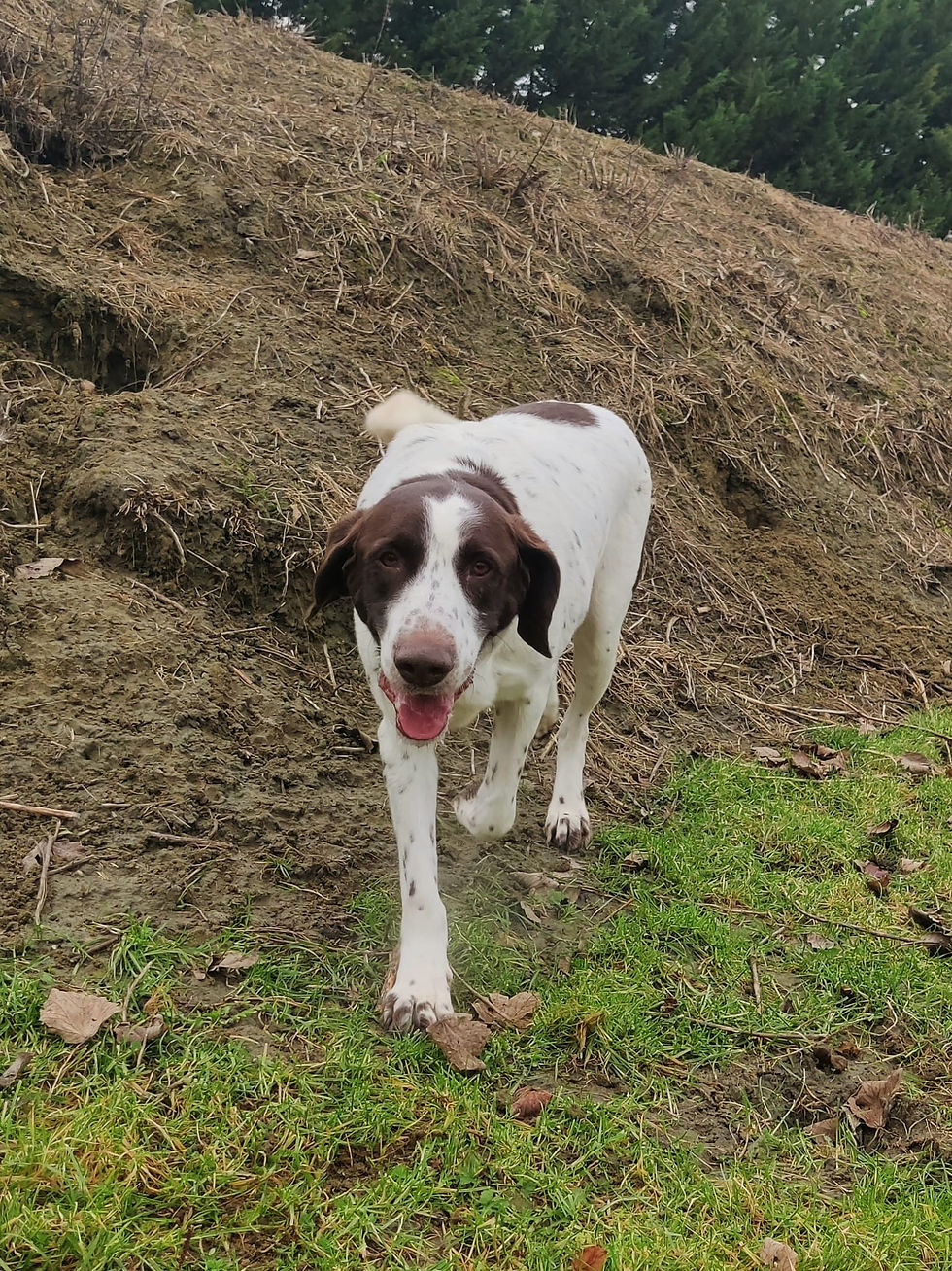 Thumbnail: Sky - Kruising Duitse Staande