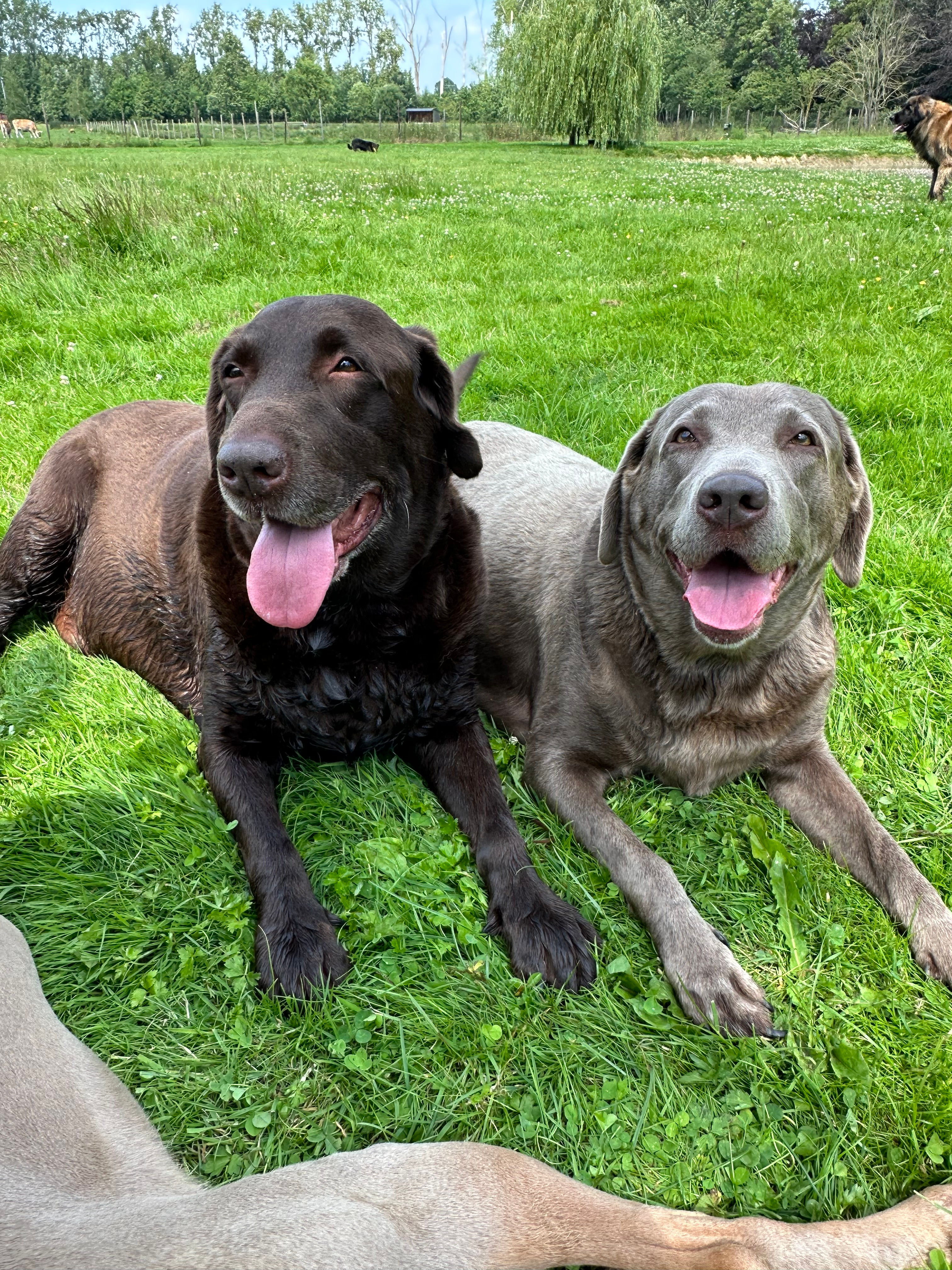 Yorken & Niesken - Labradors