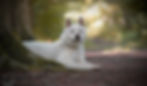 Thumbnail: Mikky - Akita Inu