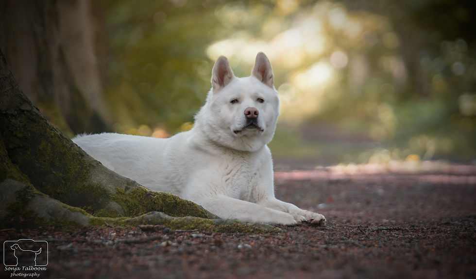 Thumbnail: Mikky - Akita Inu