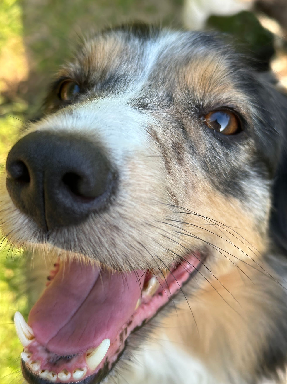 Thumbnail: Julia - Border Collie
