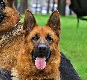 pastore tedesco adulto femmina pelo corto