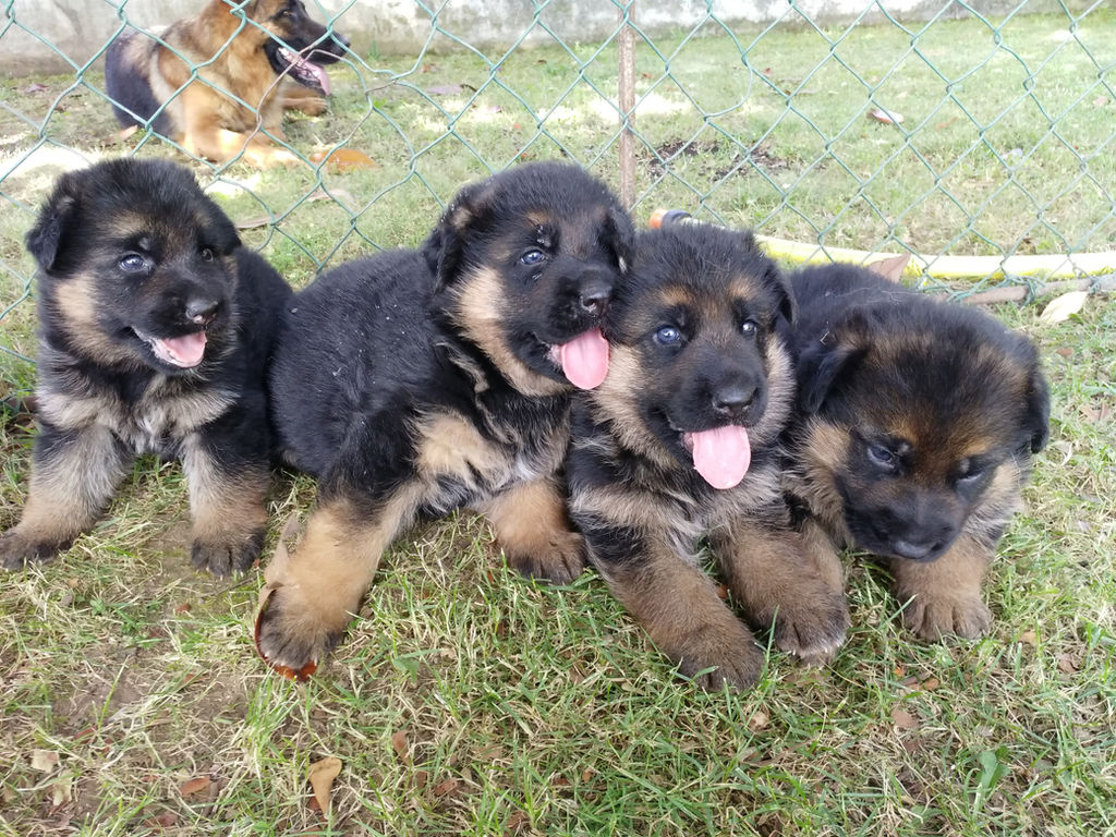 Arriva Un Cucciolo Di Pastore Tedesco In Famiglia