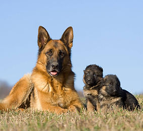 cane pastore adulto femmina pelo corto