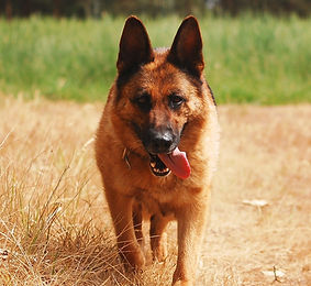 cane pastore adulto femmina
