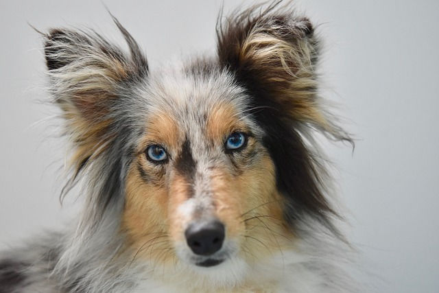Australian Shepherd