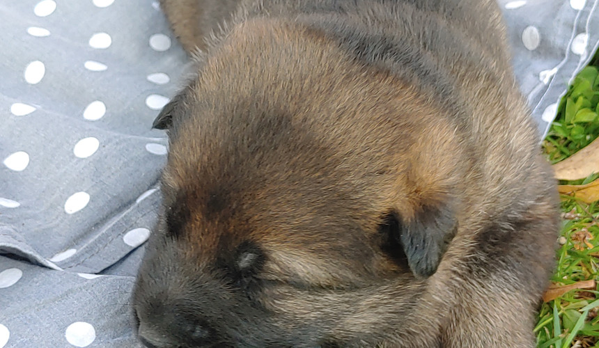 cucciolo cane pastore tedesco nero