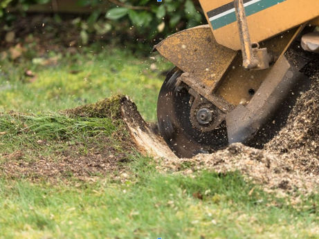 How To Remove Tree Stump From Ground Most Effective Steps