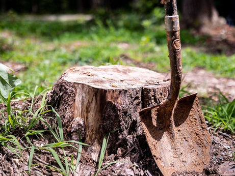 Best Chemical Stump Removers of 2025: Your Guide to Safe, Effective, and Affordable Stump Removal