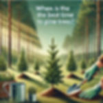 When Is the Best Time to Plant Pine Trees