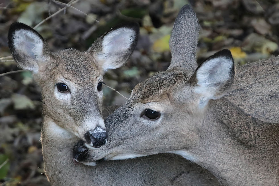 IMG_0490-very_compressed-scale-0_62x-cropped-gigapixel