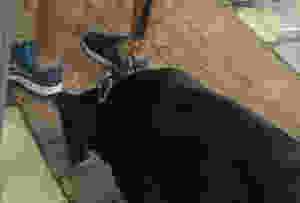 Relaxed enough to sniff on his walk