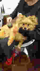 Cookie learns to be brushed without savaging her people