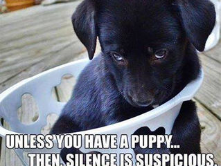 Puppy Training