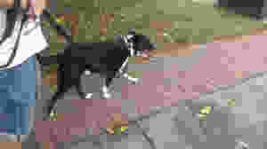 Banjo strolls casually at one of the busiest dogs parks in Sydney's Inner West, between 9 and 10am on a Saturday monring :-)