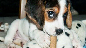 Dog Training tip of the week!