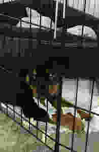 Wee mats are very helpful in toilet training your puppy - but not when they only want to tear them up