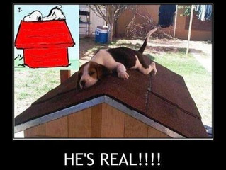 Who does YOUR dog look up to?