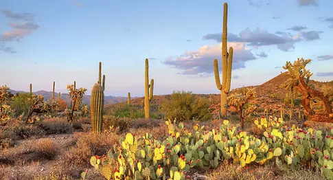 Saguaro20National20Park_2022-06-13-203847_romc.jpg.webp