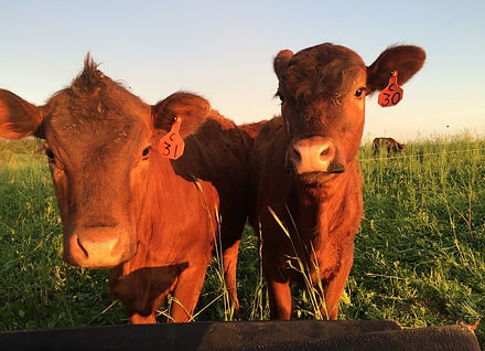 cows.jpeg