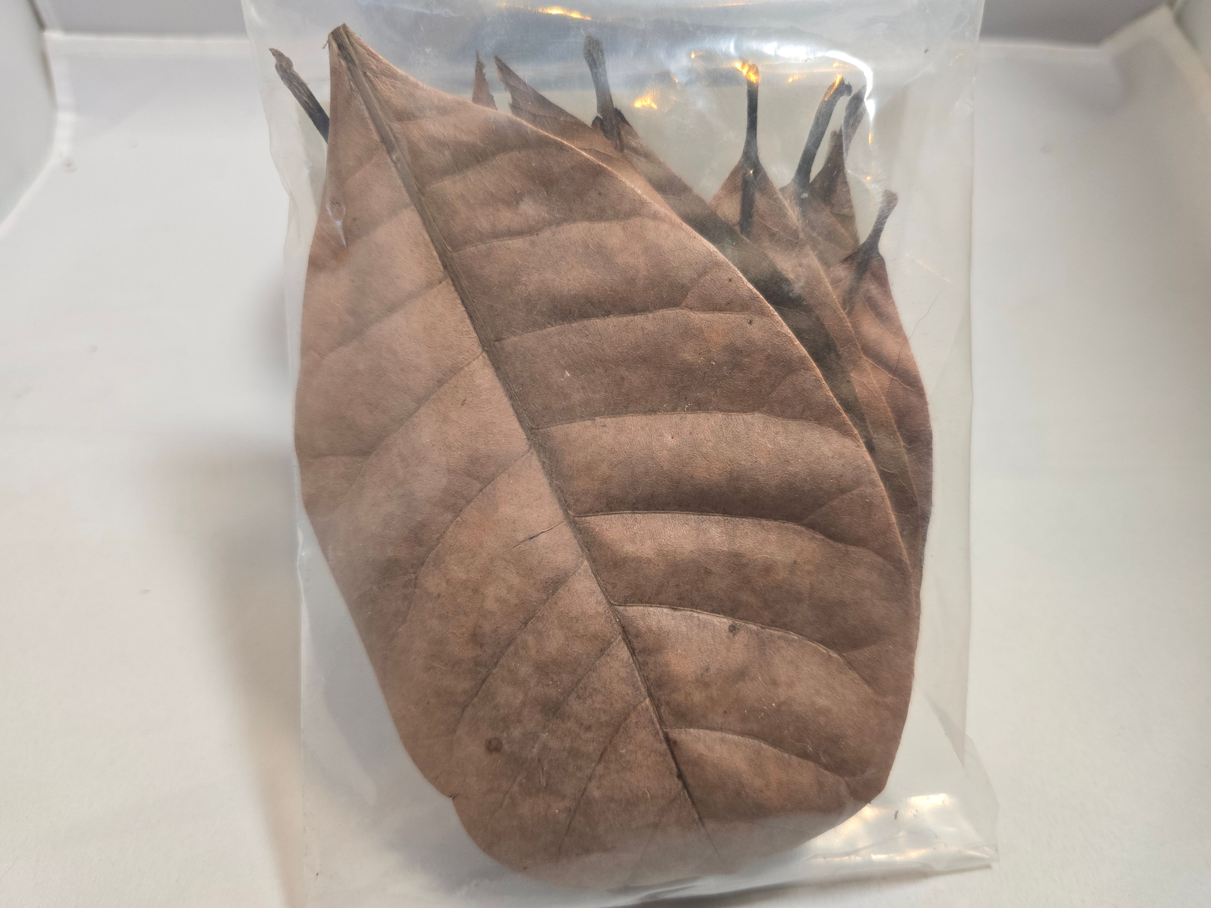 Small Cashew Leaves