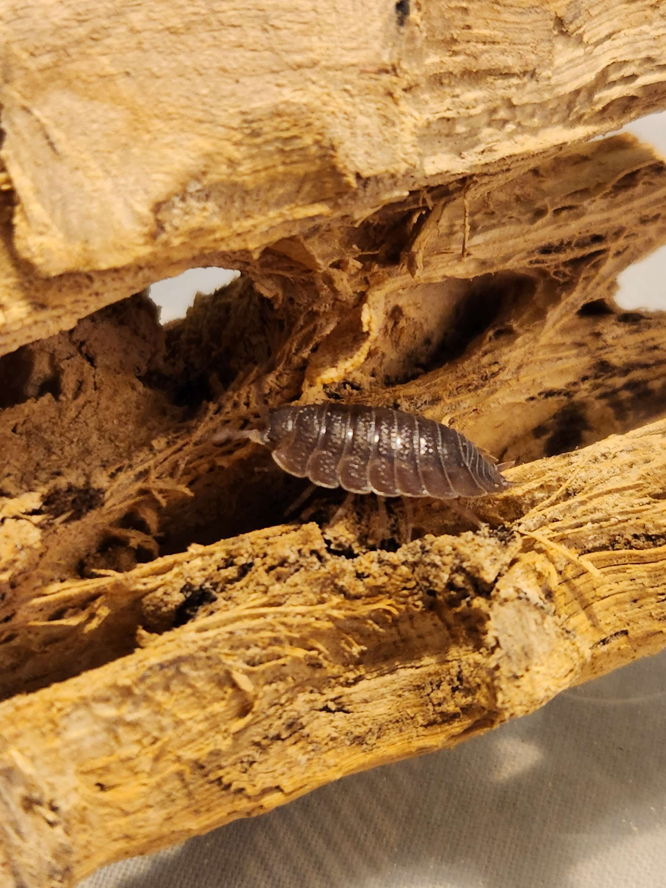 Giant Canyon Isopods - Porcellio Dilatatus