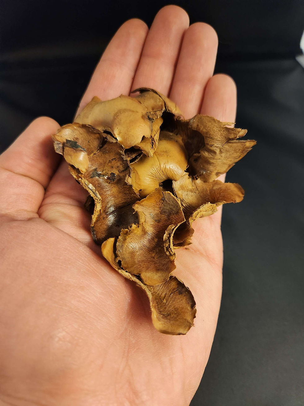 Coco Petals