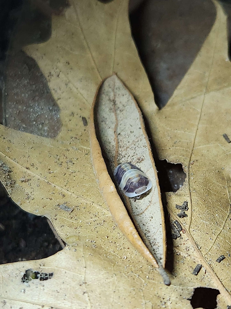 Cubaris sp. Cappuccino Isopods