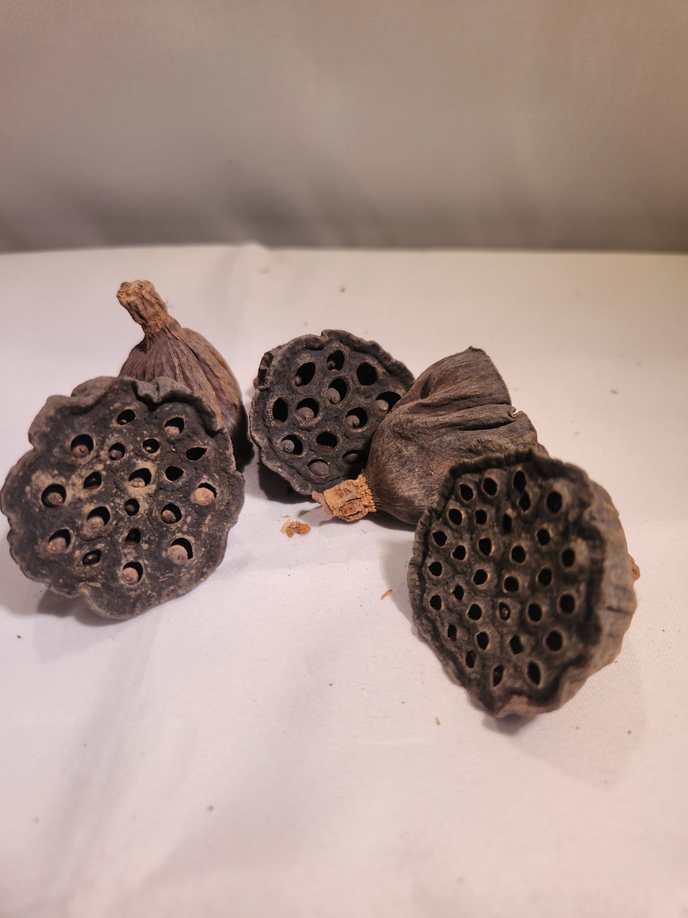 Thumbnail: Small Lotus Pods