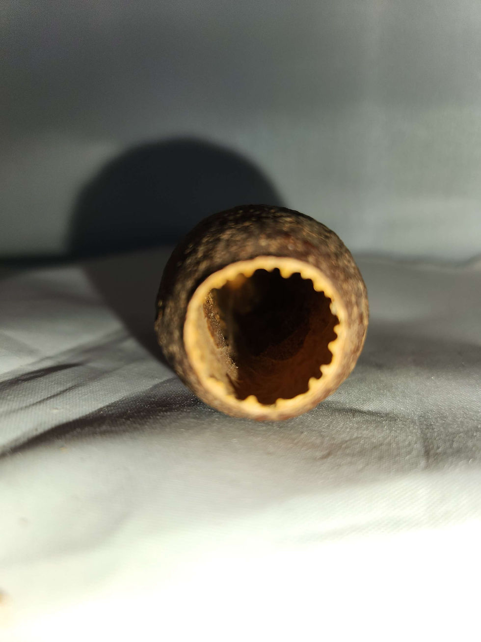 Thumbnail: Savu (Trumpet) Pod
