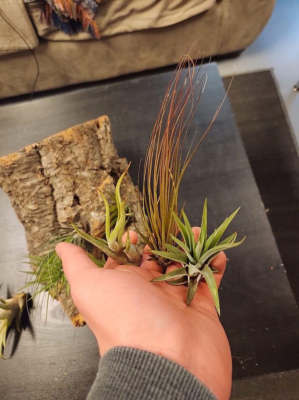 Assorted Air Plants