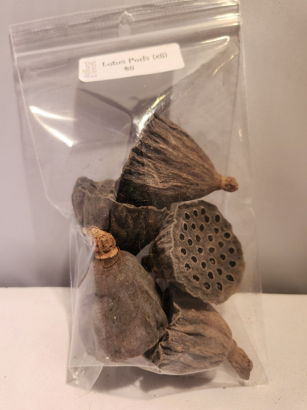 Small Lotus Pods
