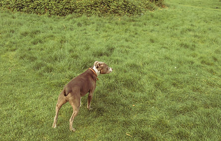 Dog%20escaped%20from%20the%20leash_edite