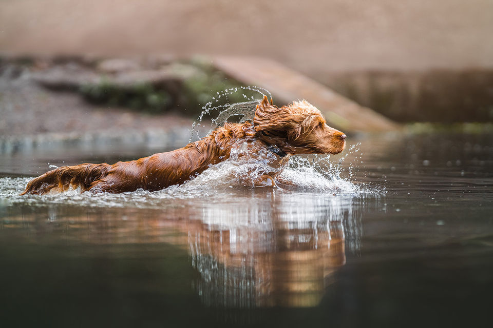 Spaniel Swimming Dog Photographer Bristol Pet Photography.jpg