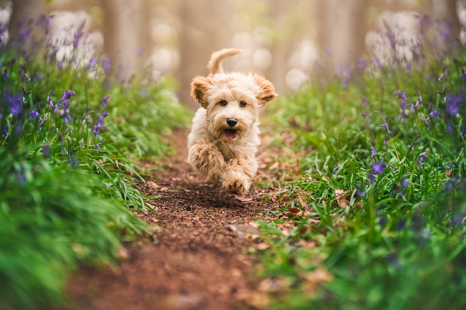 Milo Dog Photographer Bristol Pet Photography.jpg